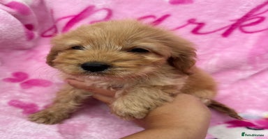 Cockapoo dogs - Advert 15