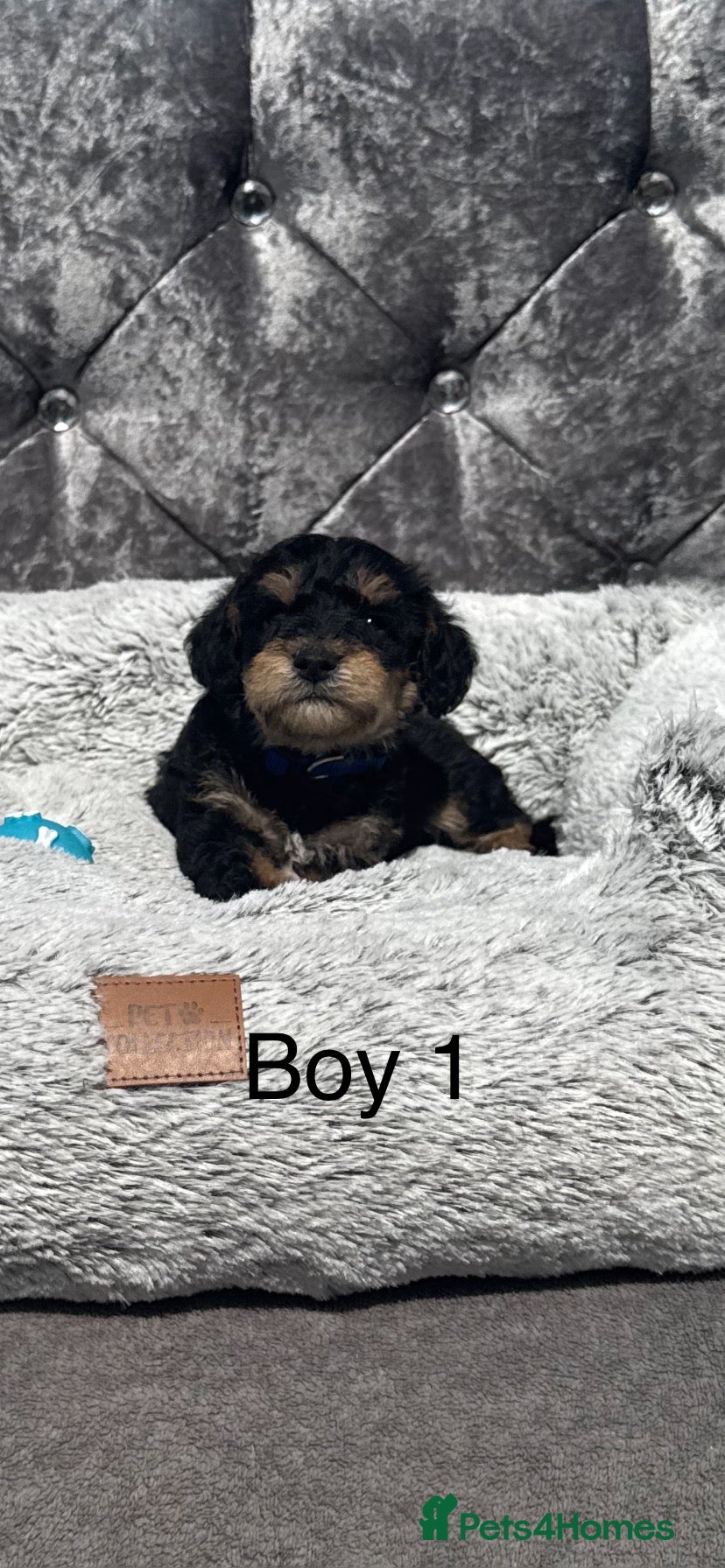 Schnoodle dogs Stunning ready the week of the school holidays  - Advert 3