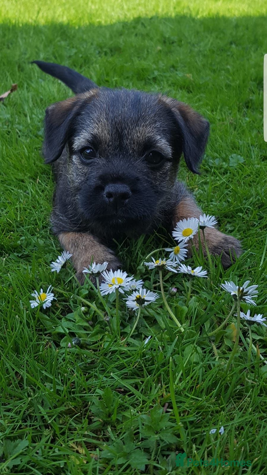 Border Terrier dogs Slem clear kc registered  - Advert 3