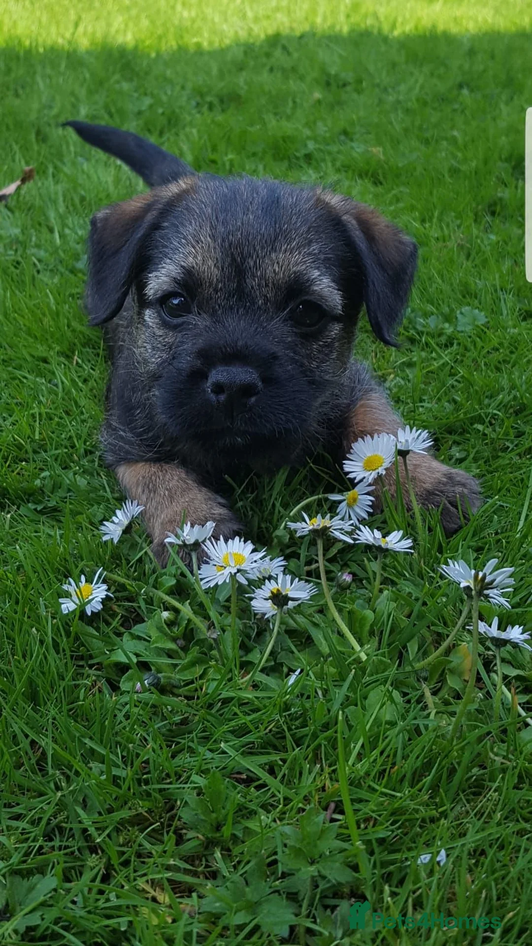 Border Terrier dogs for sale: Slem clear kc registered  - Advert 1