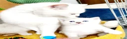 British Shorthair cats for sale: British shorthair kitten  - Advert 13