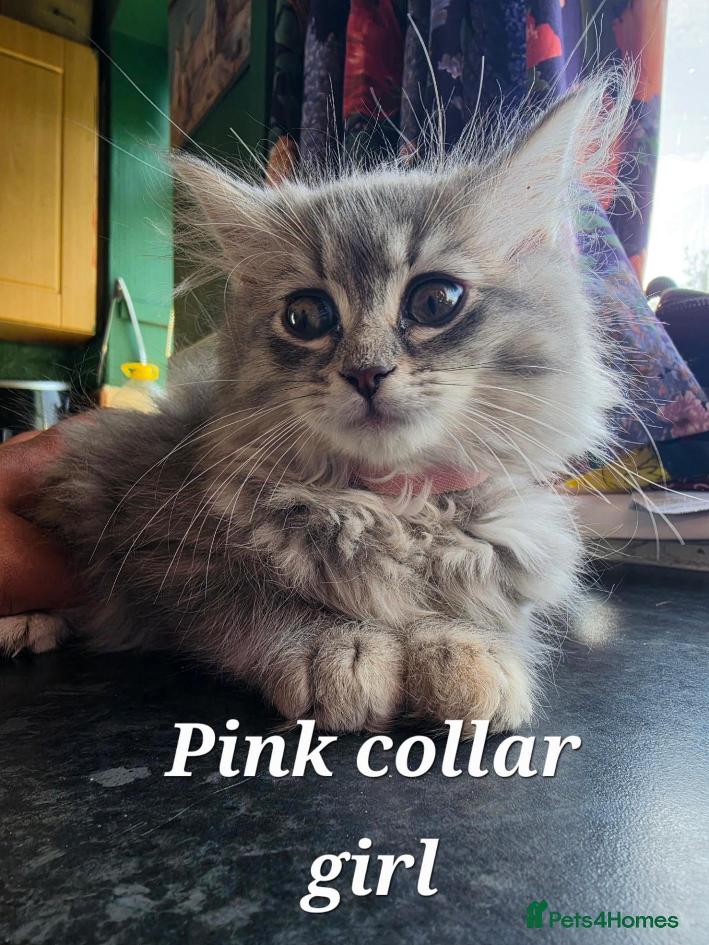 Mixed Breed cats Super fluffy ragdoll kittens. Cuddly teddy bears - Advert 1