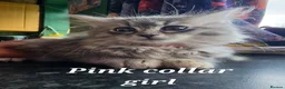 Mixed Breed cats for sale: Super fluffy ragdoll kittens. Cuddly teddy bears - Advert 1