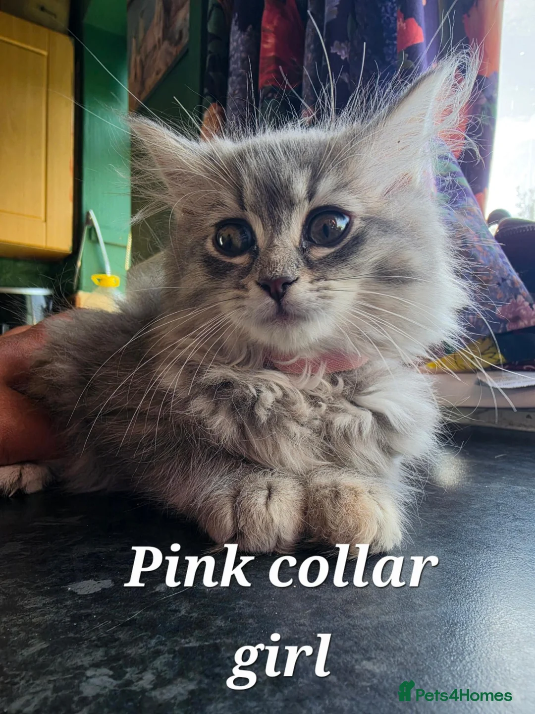 Mixed Breed cats for sale: Super fluffy ragdoll kittens. Cuddly teddy bears - Advert 1