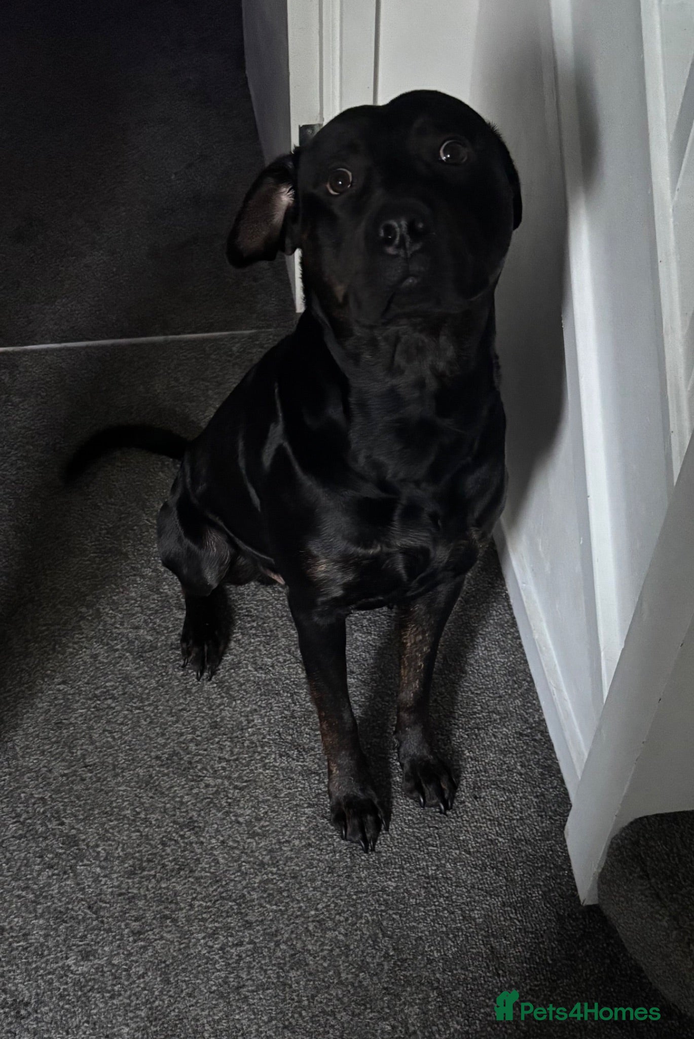 Mixed Breed dogs Staffy X Rottweiler - Advert 17