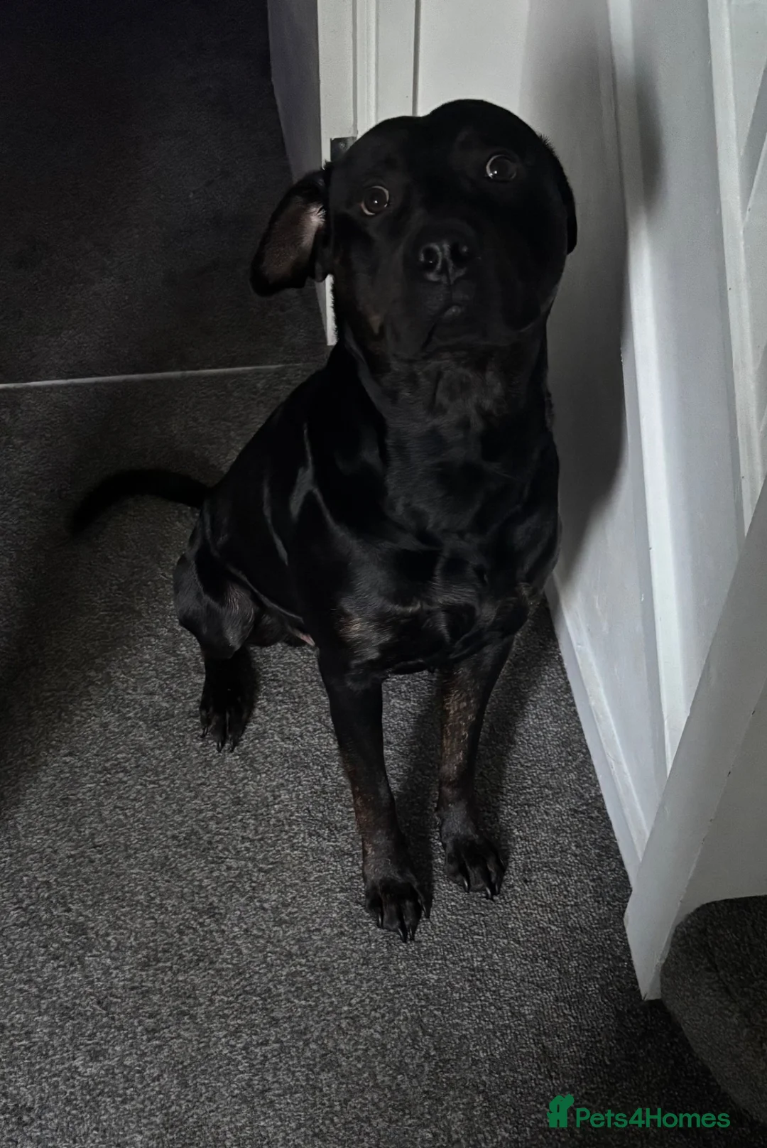 Mixed Breed dogs for sale: Staffy X Rottweiler in Whitchurch - Advert 1