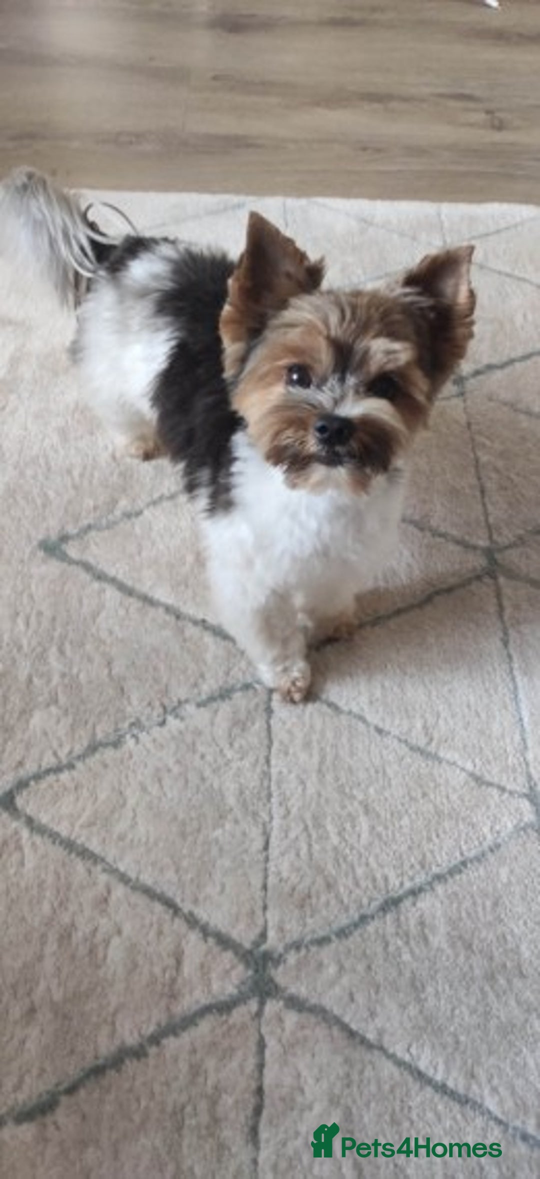 Biewer Terrier dogs for stud: Biewer Yorkshire Terrier for stud in Weston-super-Mare - Image 7