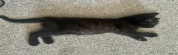 Mixed Breed cats for sale: Kittens for sale 4 males 2 females ready now  - Advert 4