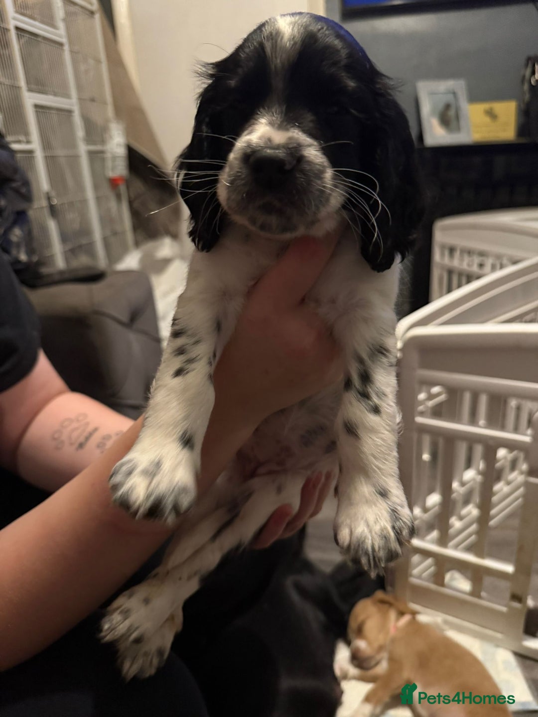 Cocker Spaniel dogs for sale: REDUCED & READY NOW 2 girl COCKERS - Advert 12