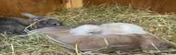 Mini Lop rabbits for sale: Mini lops Est since 2014  🩷 - Advert 2