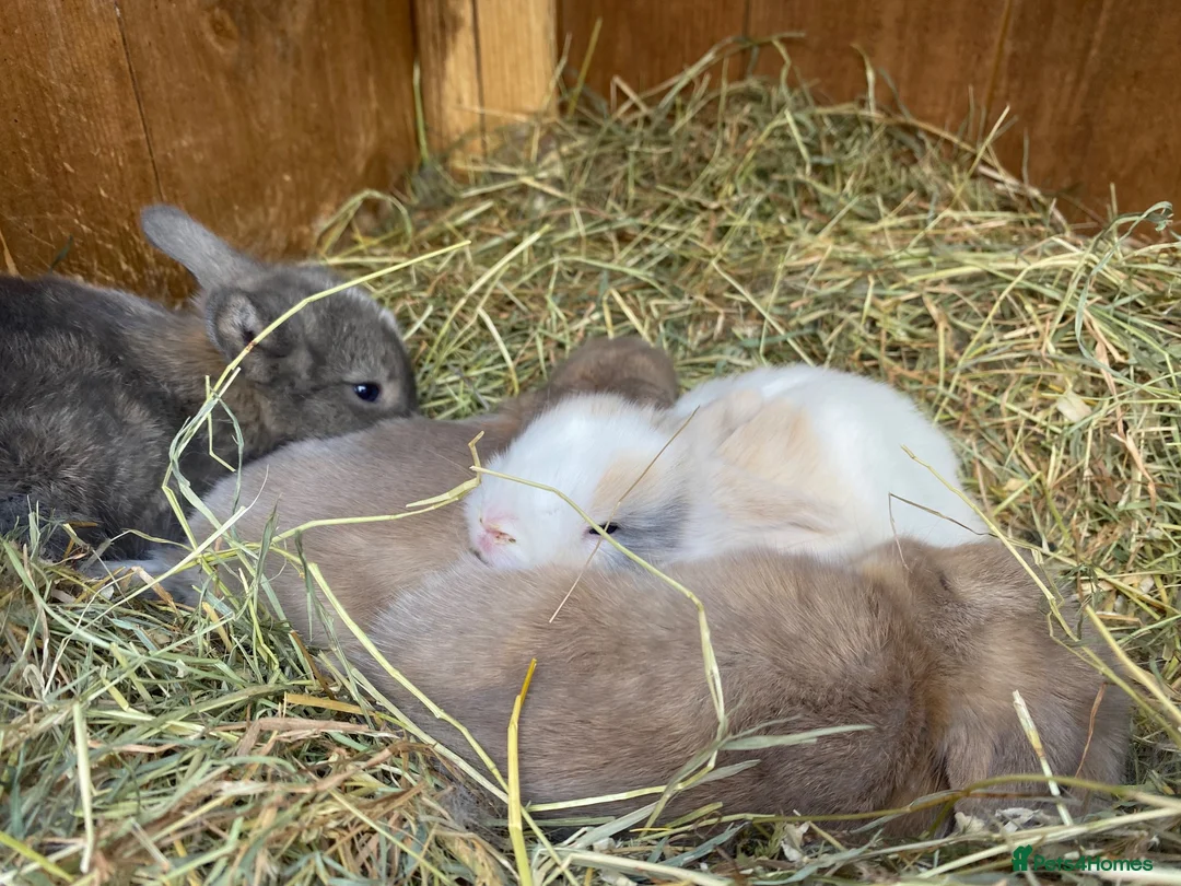 Mini Lop rabbits for sale: Mini lops Est since 2014  🩷 - Advert 2