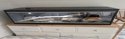 Snake reptiles for sale: Royal Ball python for sale  in Poole - Advert 3