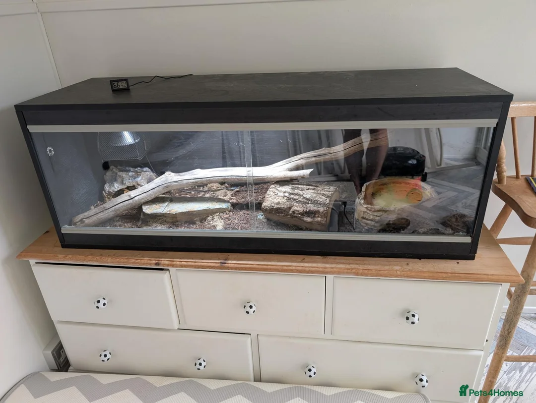 Snake reptiles for sale: Royal Ball python for sale  in Poole - Advert 3