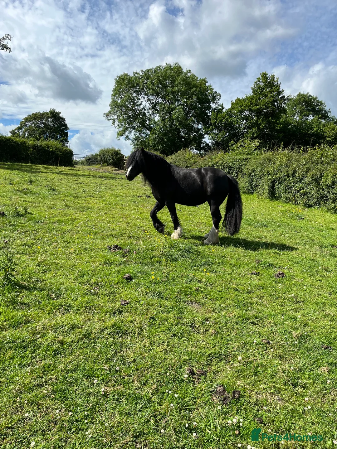 Irish Cob horses for sale: Beautiful mare in Dronfield - Advert 2