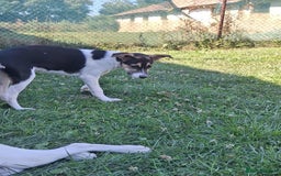 Mixed Breed dogs for adoption: 🍶Milkshake🍶 needs a home!  - Image 9