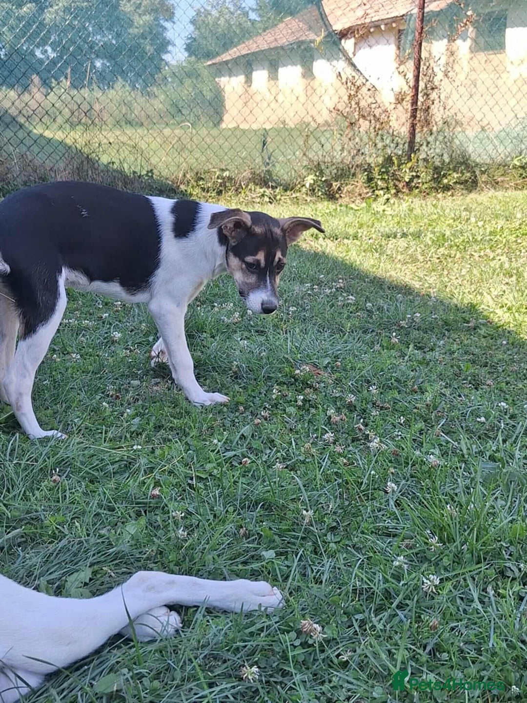 Mixed Breed dogs for adoption: 🍶Milkshake🍶 needs a home!  - Image 9