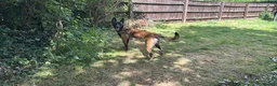 Belgian Shepherd Dog dogs for adoption: SAMMY - Advert 3