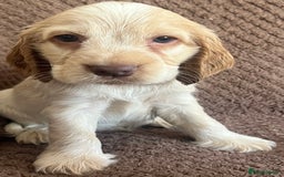 Cocker Spaniel dogs for sale: KC REG SHOW TYPE COCKER SPANIELS  - Image 8
