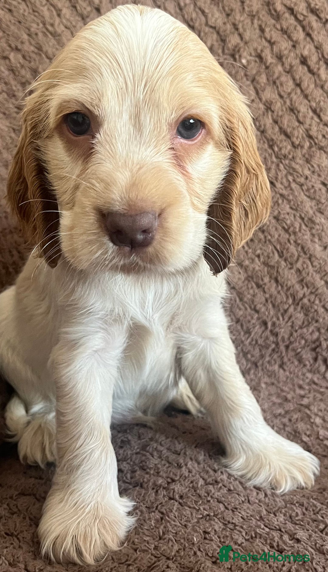 Cocker Spaniel dogs for sale: KC REG SHOW TYPE COCKER SPANIELS  - Image 8