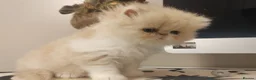 Persian cats for sale: Exotic Persian Kittens  - Advert 5