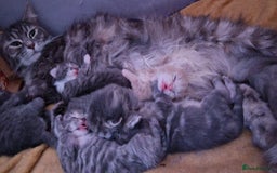 Mixed Breed cats for sale: kittens for sale - Image 14