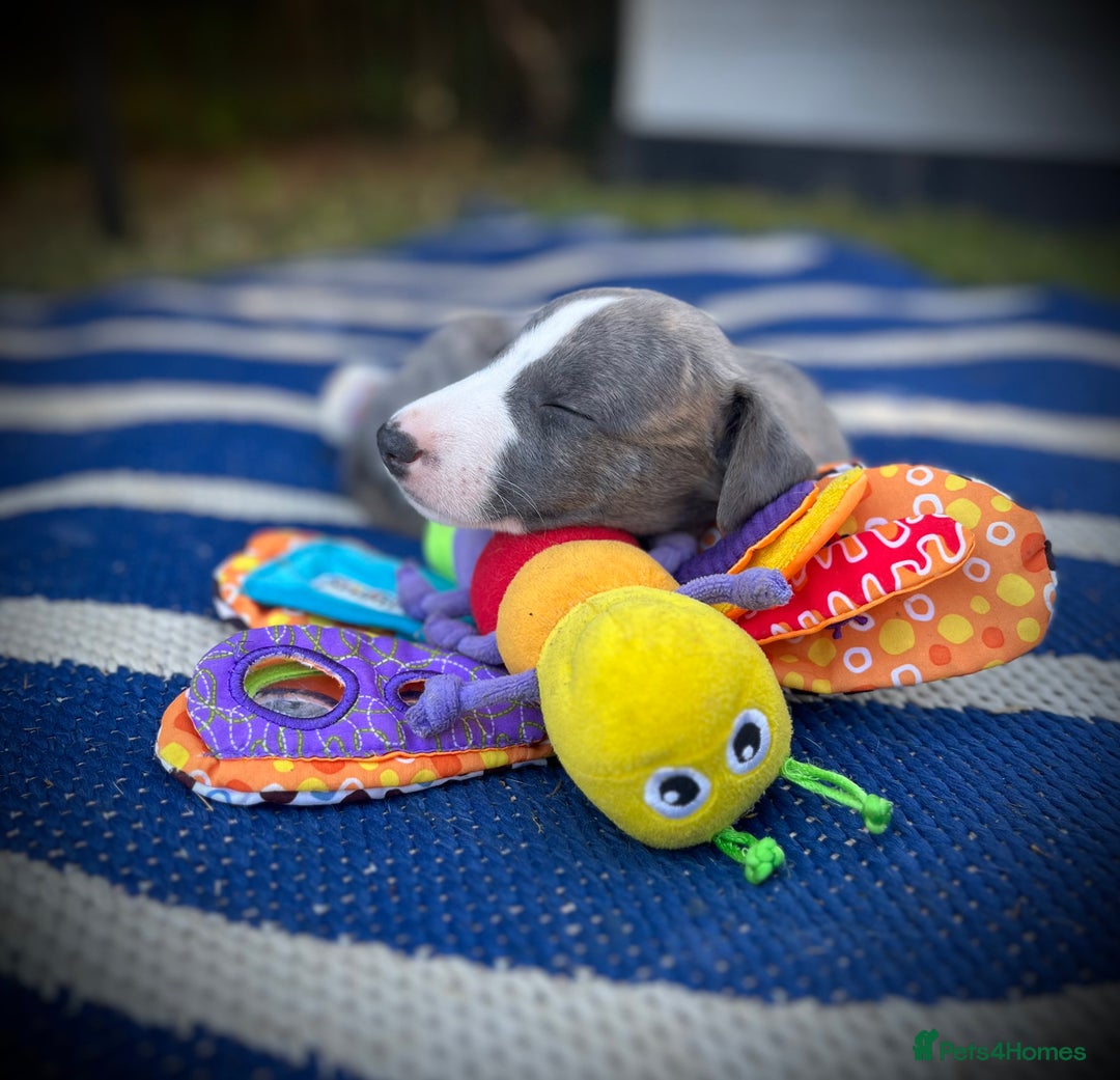 Whippet dogs for sale: Show Quality Blue Brindle KC Registered Whippets - Image 14