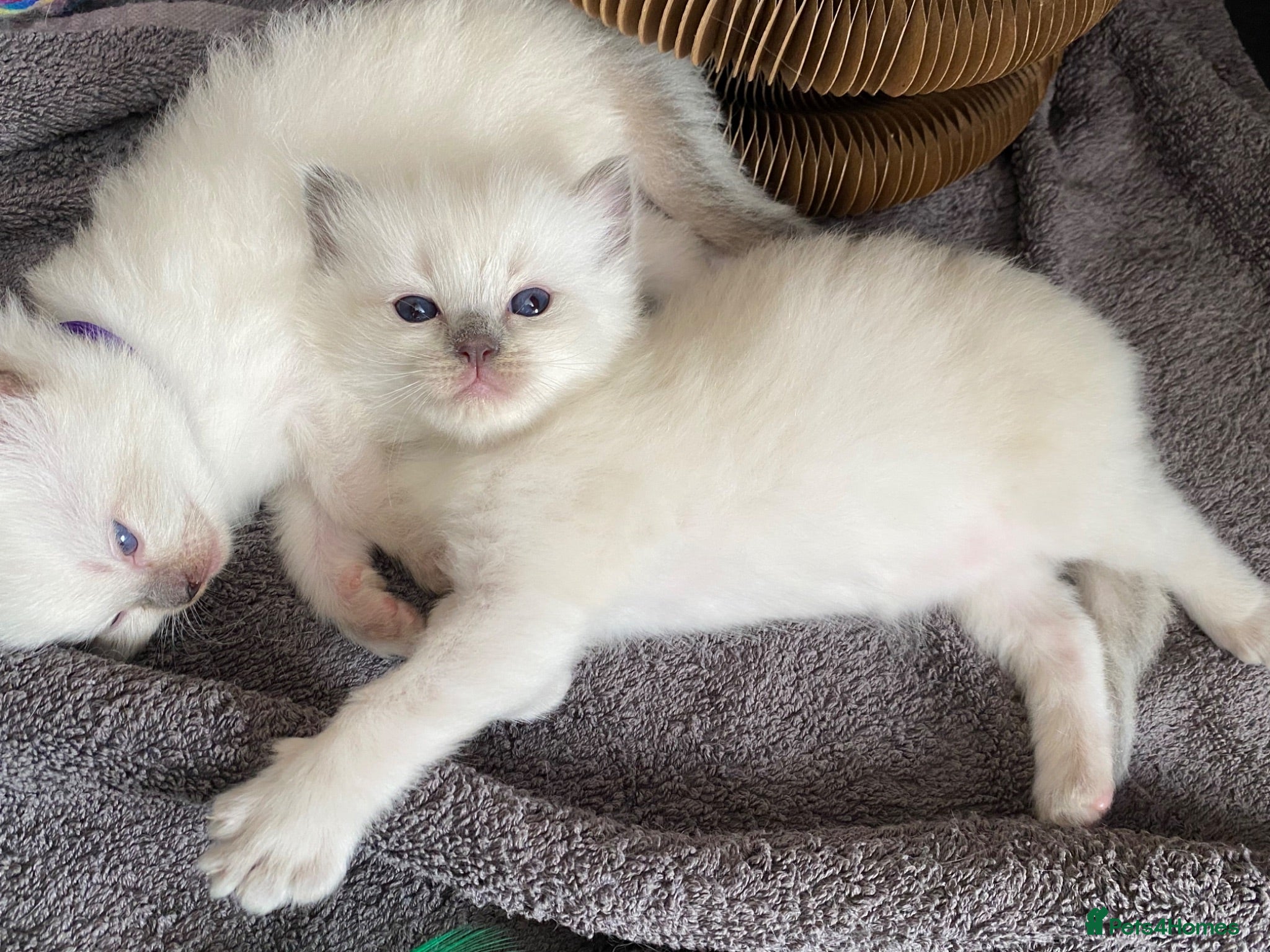 Ragdoll cats GCCF registered ragdoll kittens - Advert 12