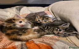 Mixed Breed cats for sale: Male tabby and Calico female  - Advert 1