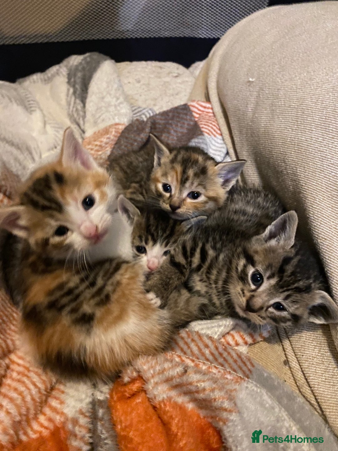 Mixed Breed cats for sale: Male tabby and Calico female  - Advert 1