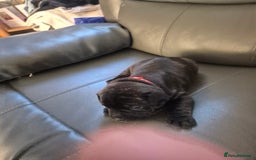 Staffordshire Bull Terrier dogs for sale: 2 female staffies  - Image 4