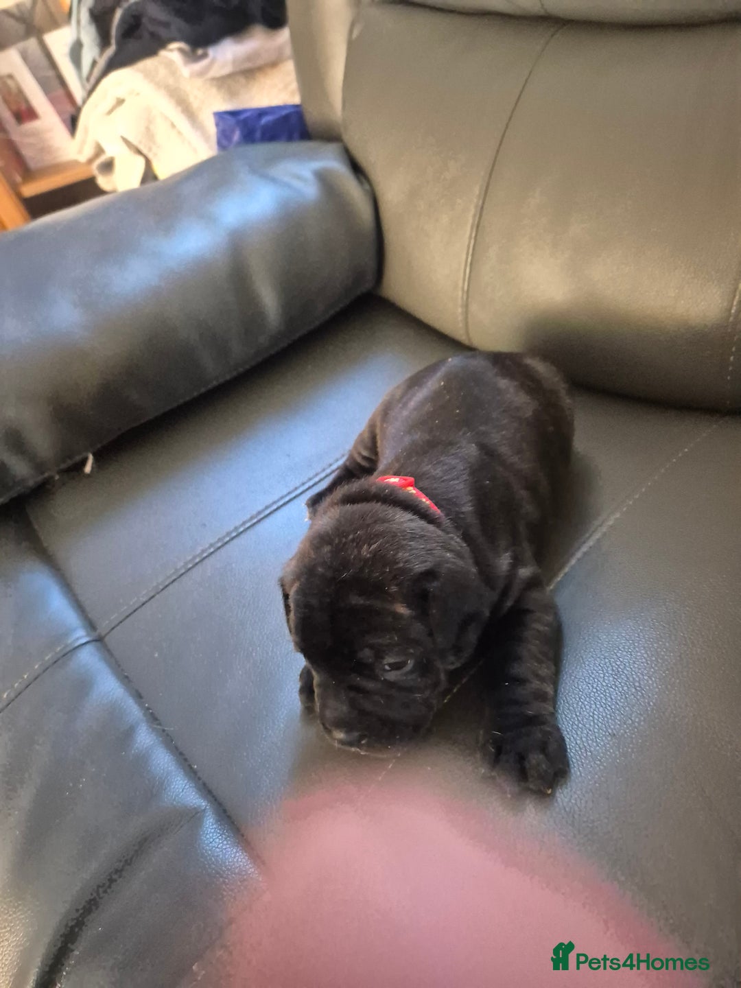 Staffordshire Bull Terrier dogs for sale: 2 female staffies  - Image 4