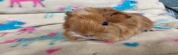 Guinea Pig rodents for sale: Baby Golden Boars / Young Adult Sheltie Boar  RTL  - Advert 9