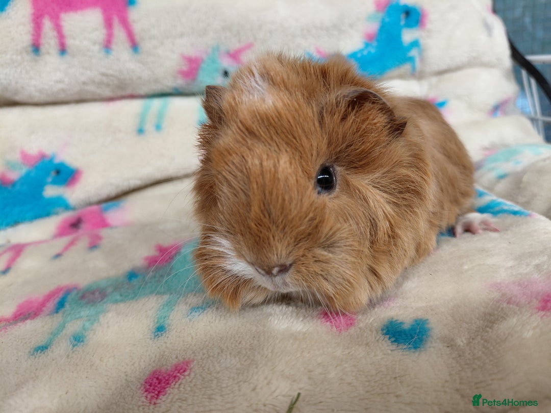 Guinea Pig rodents for sale: Baby Golden Boars / Young Adult Sheltie Boar  RTL  - Advert 9