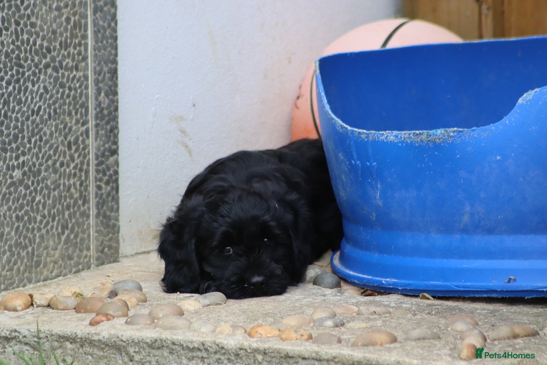Cavapoo dogs for sale: Beautiful Cavapoo puppies for sale - Image 26
