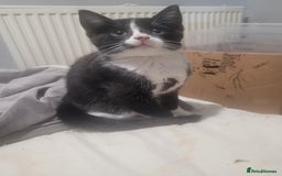 Mixed Breed cats for sale: 2 beautiful kittens - Image 4