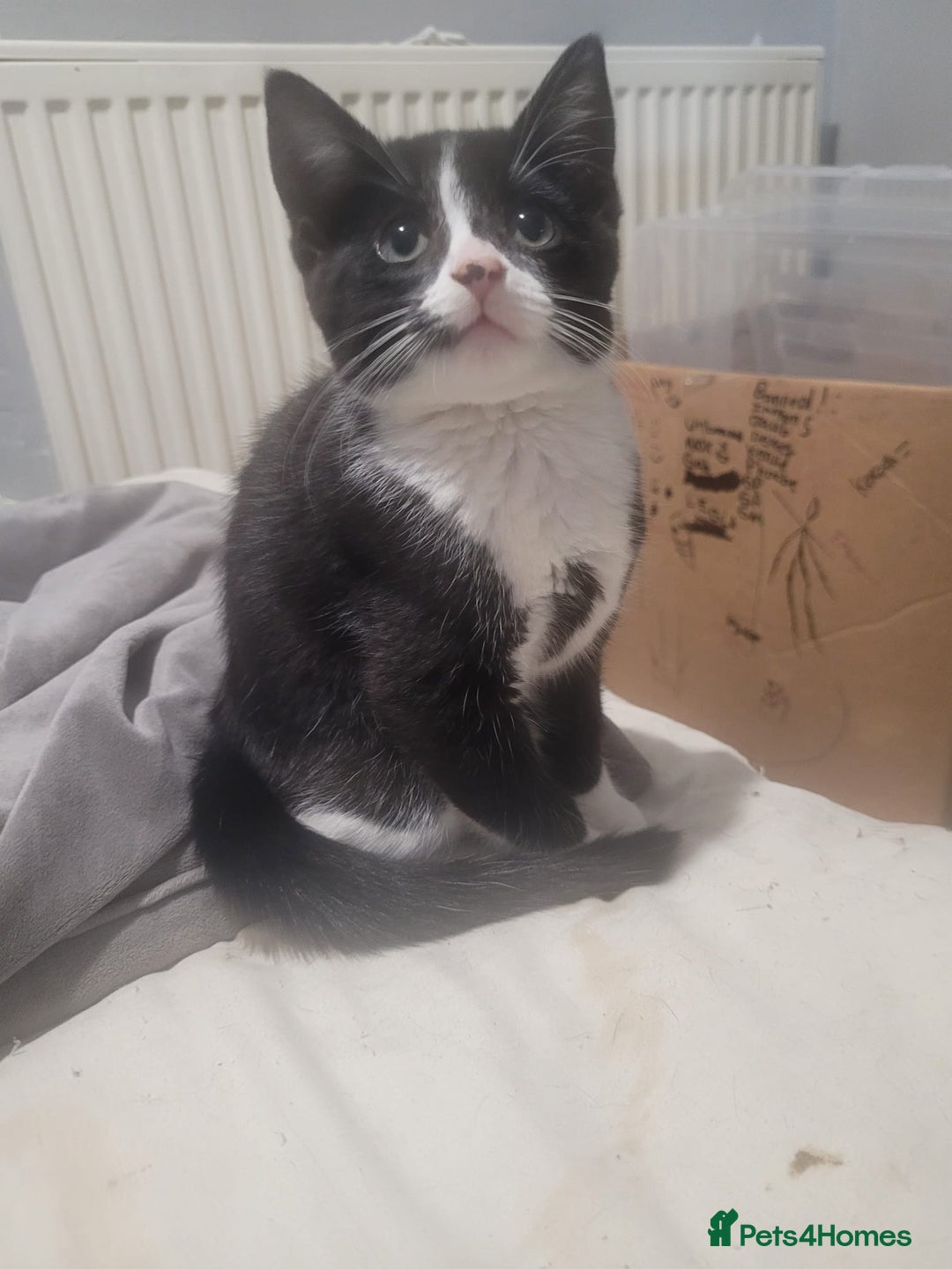 Mixed Breed cats for sale: 2 beautiful kittens - Image 4