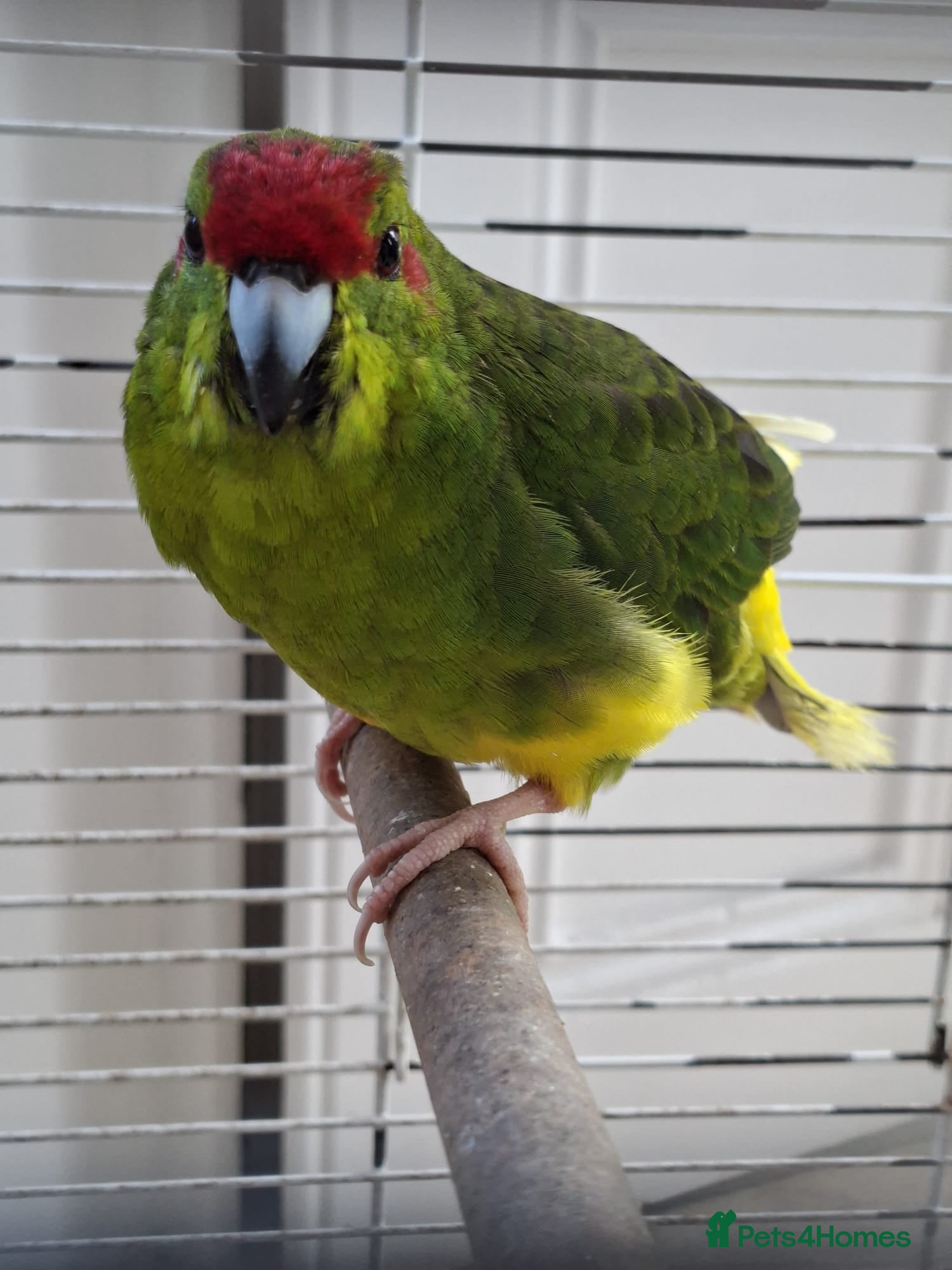 Parakeets birds Kakariki Male Hand Reared - Advert 2