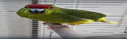 Parakeets birds for sale: Kakariki Male Hand Reared in Grimsby - Advert 2