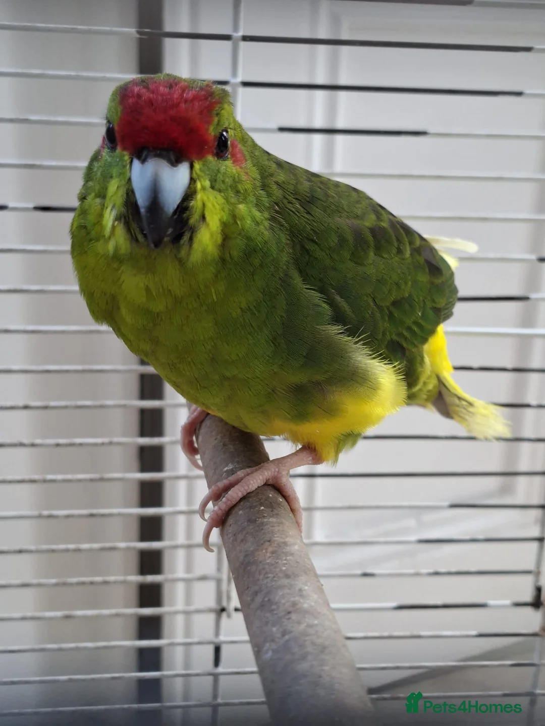 Parakeets birds for sale: Kakariki Male Hand Reared in Grimsby - Advert 2