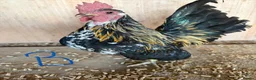 Chickens poultry for sale: Serama hen and cockerel pairs  - Advert 4