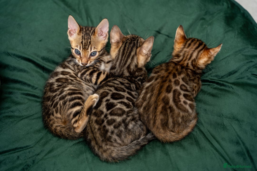 Bengal cats for sale: TICA-Certified Bengal Kittens, Show Quality - Image 35