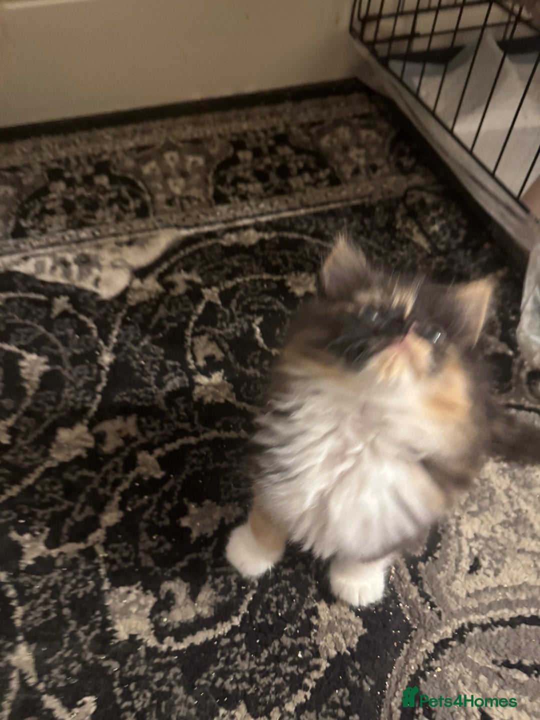 Maine Coon cats for sale: Beautiful bundles of joy Maincoon ready now  - Image 4