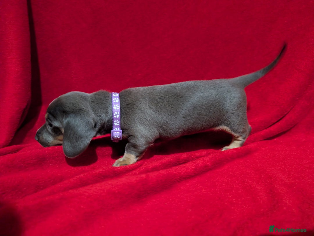 Miniature Dachshund dogs for sale: Miniature dashunds blue and tan - Advert 22