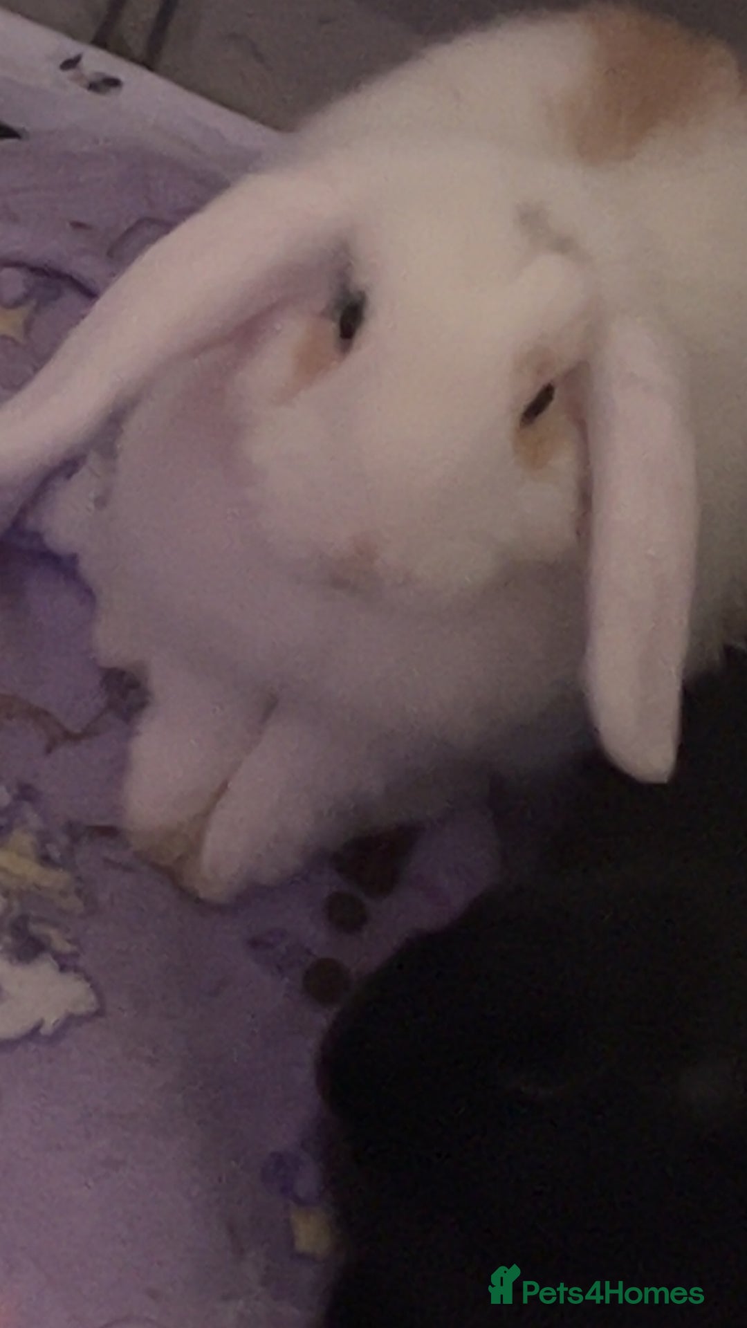 Mini Lop rabbits for sale: 2 female mini lops (need gone ASAP) - Advert 7