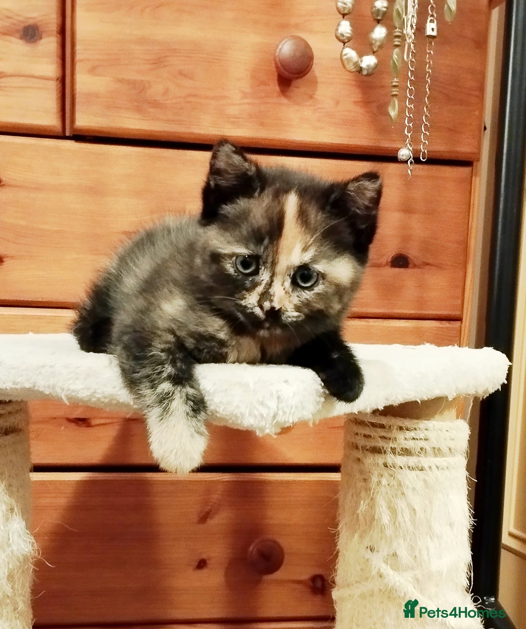 Mixed Breed cats for sale: One boy and 2 girls looking for home - Image 5
