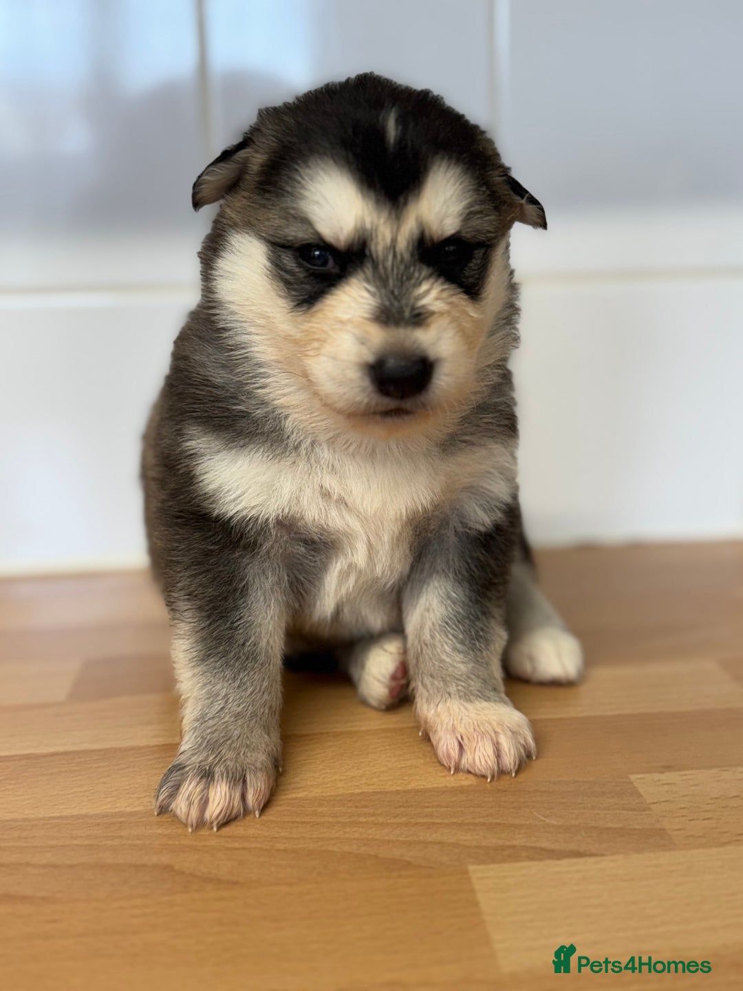 Shepsky dogs for sale: 7 beautiful Shepsky puppy’s available 🫶🏼 - Advert 22