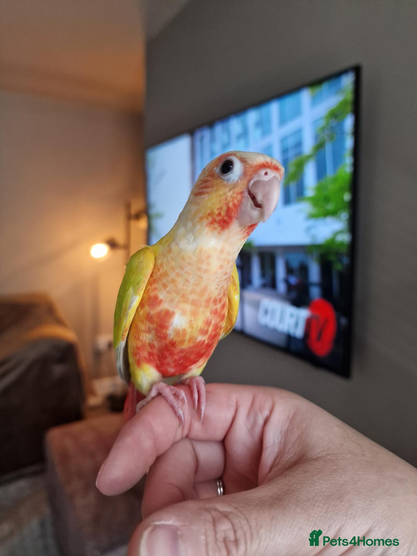 Conures birds Beautiful fully hand reared conures  - Advert 9