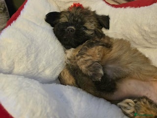 Mixed Breed dogs Beautiful puppies - Advert 2