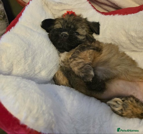 Mixed Breed dogs Beautiful puppies - Advert 15