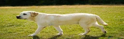 Labrador Retriever dogs for sale: Full Show & Fully health Tested Stud - Advert 9